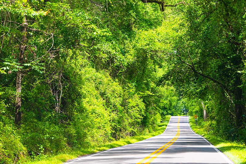 Image of a canopy road